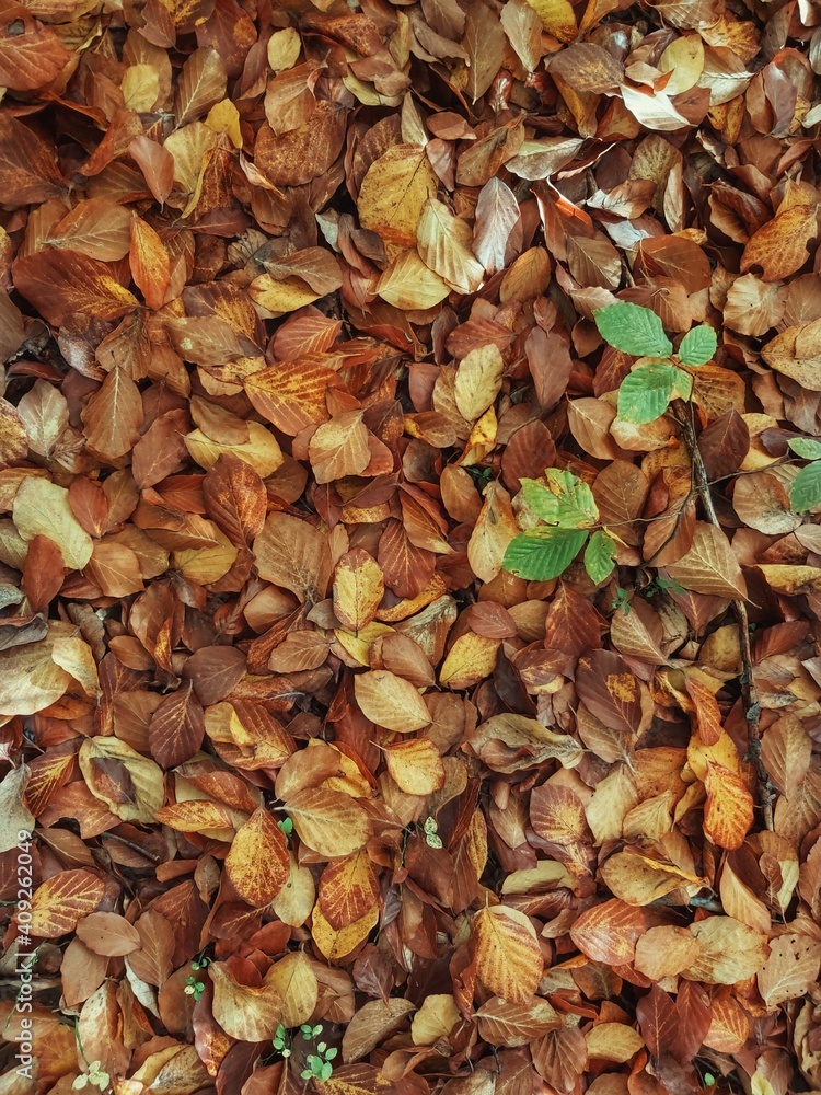 autumn leaves background