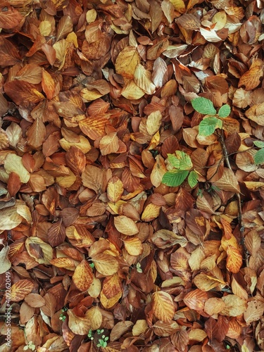autumn leaves background © Iorgulescu Raluca