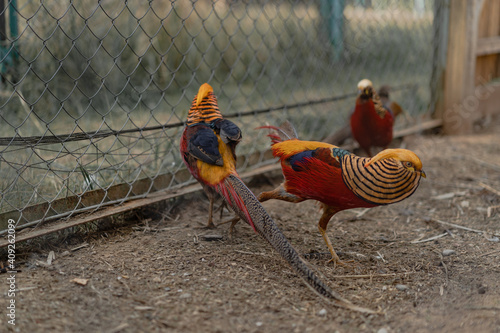 Golden Pheasant (Chrysolophus pictus) or Chinese Pheasant outdoors photo