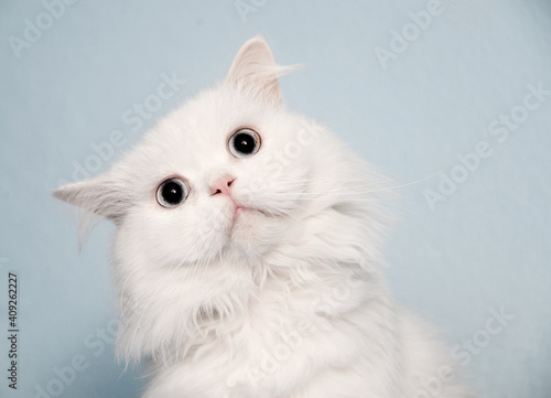 Beautiful fluffy white cat with alert expression photo