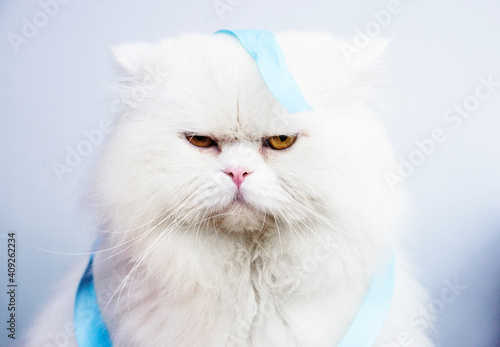 Fluffy white cat with annoyed expression