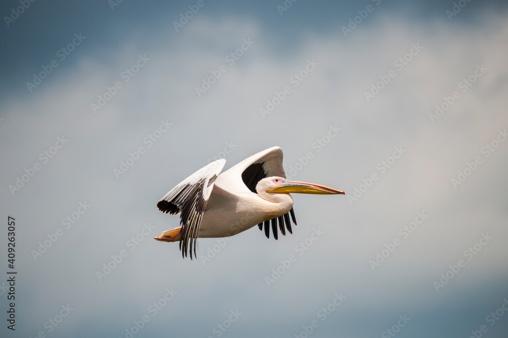 Amazing pelican in the fly Amazing pelican in the fly