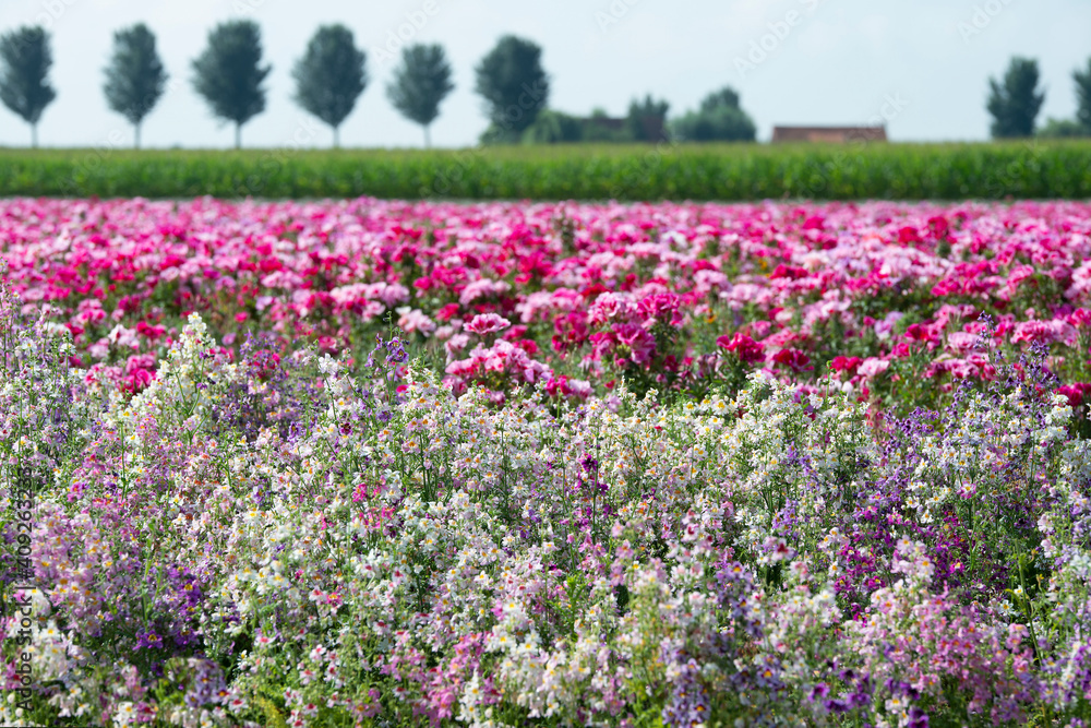 Godetia or Clarkia field of flowers