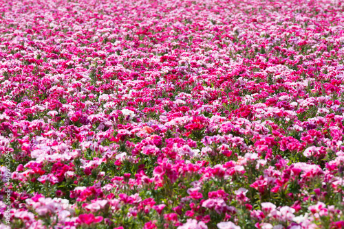 Godetia or Clarkia field of flowers photo