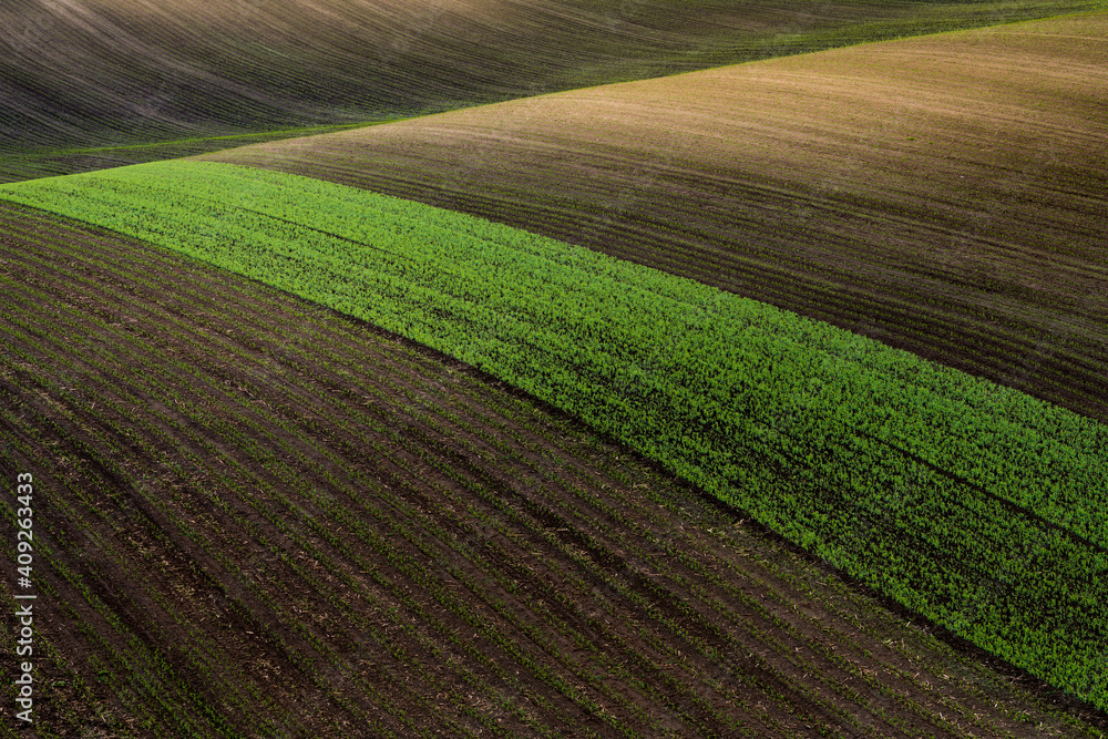Idyllic view of green agricultural strip on rolling field near Kyjov, Hodonin District, South Moravian Region, Moravia, Czech Republic Idyllic view of green agricultural strip on rolling field near Kyjov, Hodonin District, South Moravian Region, Moravia, Czech Republic