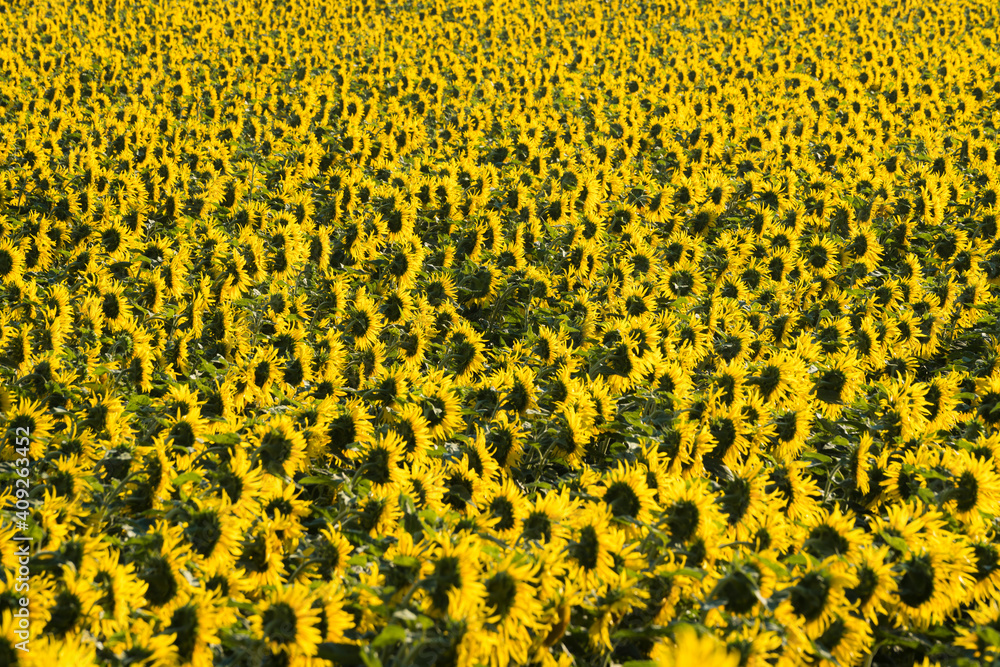 Fresh sunflowers on field, Hodonin District, South Moravian Region, Moravia, Czech Republic Fresh sunflowers on field, Hodonin District, South Moravian Region, Moravia, Czech Republic