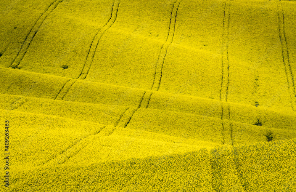 Idyllic view of rolling field with rapeseed near Kyjov, Hodonin District, South Moravian Region, Moravia, Czech Republic Idyllic view of rolling field with rapeseed near Kyjov, Hodonin District, South Moravian Region, Moravia, Czech Republic
