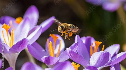 Biene im Anflug