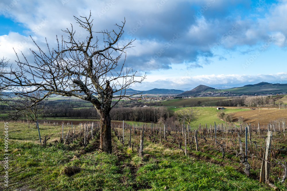 la vigne en Auvergne