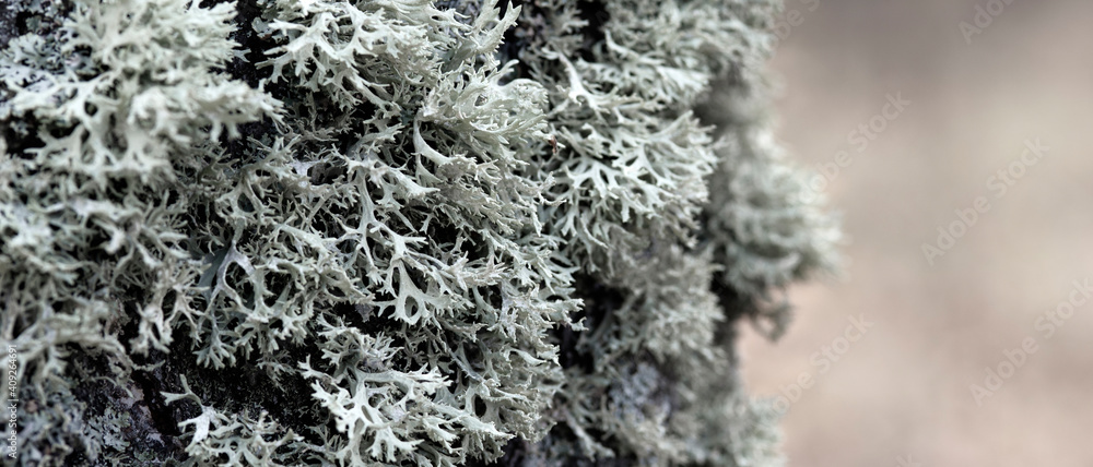 Evernia prunastri gray lichen on a tree trunk