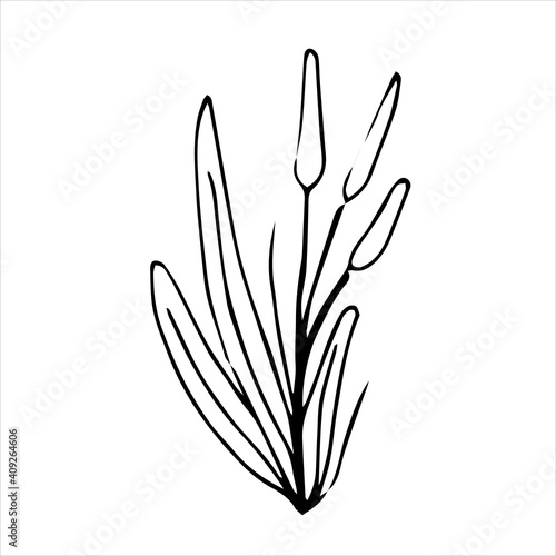 Spring twig with leaves  floral vector object in doodle style  flowers hand draw  isolate on a white background.