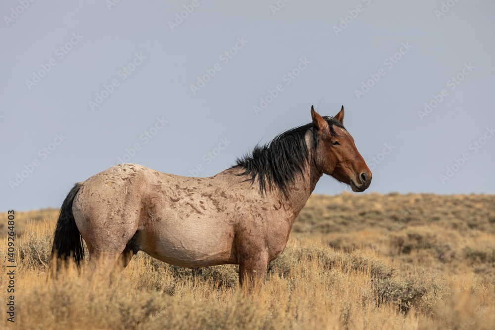 Beautiful Wild Horse Stallion in the Red Desert Wyoming Beautiful Wild Horse Stallion in the Red Desert Wyoming