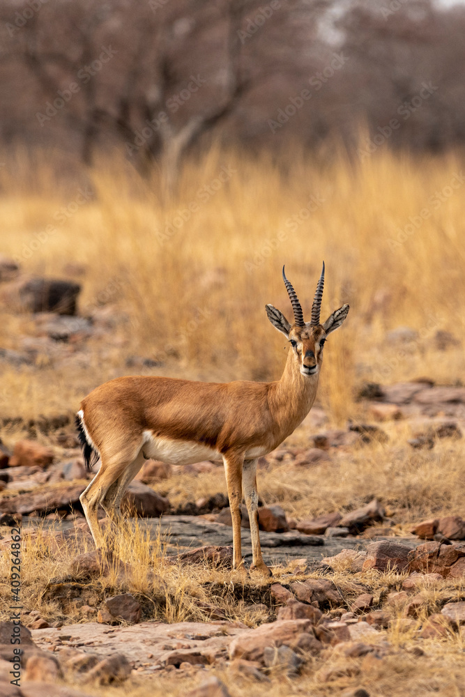 Chinkara or Indian gazelle or Gazella bennettii a vulnerable animal portrait with eye contact in open field during at ranthambore national park sawai madhopur rajasthan india Chinkara or Indian gazelle or Gazella bennettii a vulnerable animal portrait with eye contact in open field during at ranthambore national park sawai madhopur rajasthan india