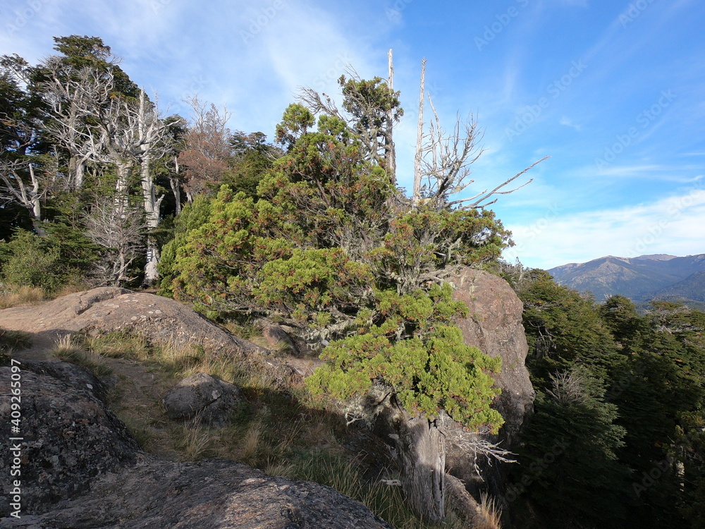 Mountain forest near the city of San Carlos de Bariloche