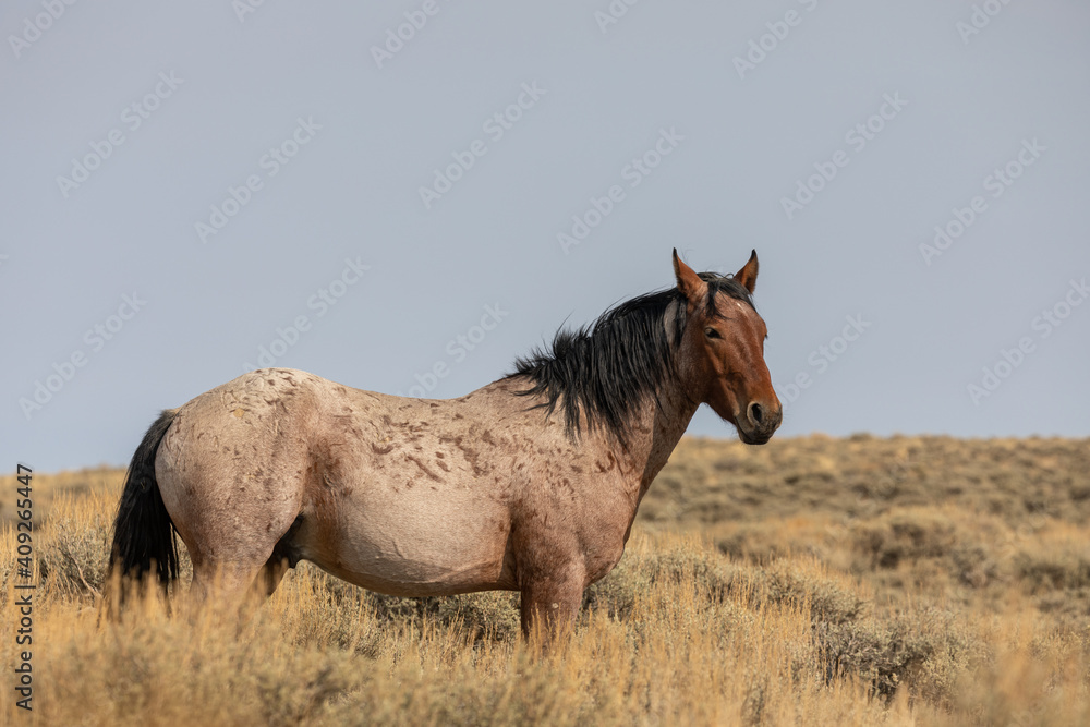 Beautiful Wild Horse Stallion in the Red Desert Wyoming Beautiful Wild Horse Stallion in the Red Desert Wyoming