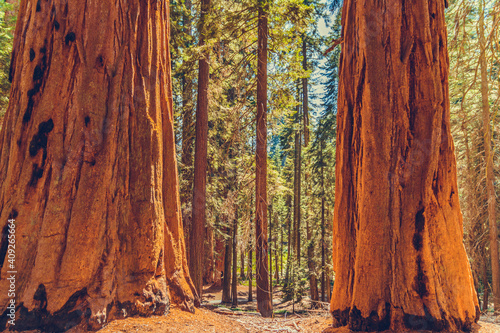 Sequoia National Park in California, USA photo