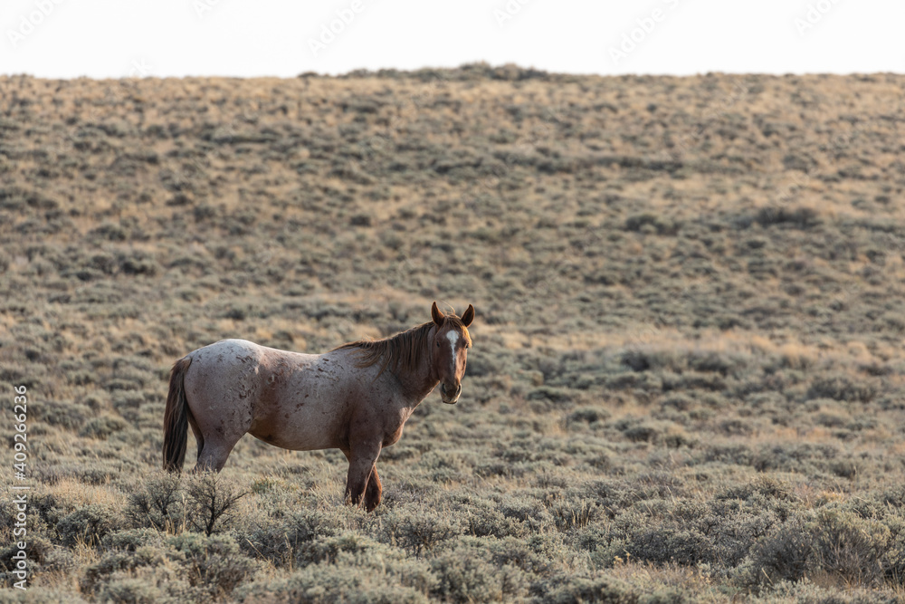 Fototapeta premium Beautiful Wild Horse Stallion in the Red Desert Wyoming