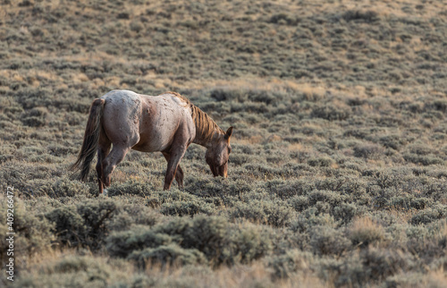 Beautiful Wild Horse Stallion in the Red Desert Wyoming