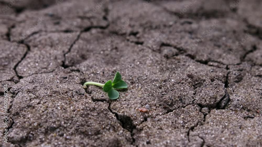 Green sprout falling and drying out on the parched, cracked ground under the scorching sun. Concept of death, supply disruption, and lack of resources. World Earth Day and global warming Green sprout falling and drying out on the parched, cracked ground under the scorching sun. Concept of death, supply disruption, and lack of resources. World Earth Day and global warming