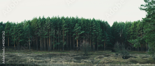 Autumn pine forest in cloudy weather. 
