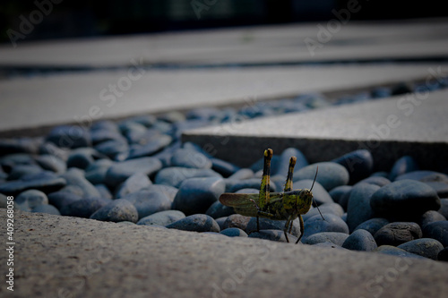 Grasshoppdr