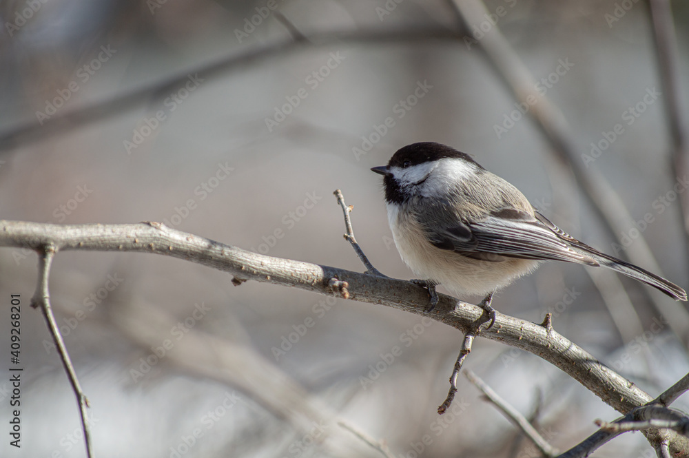 Chickadee on branch