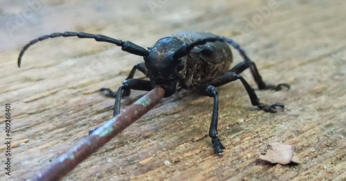 beetle on wood © Roman Marchenko