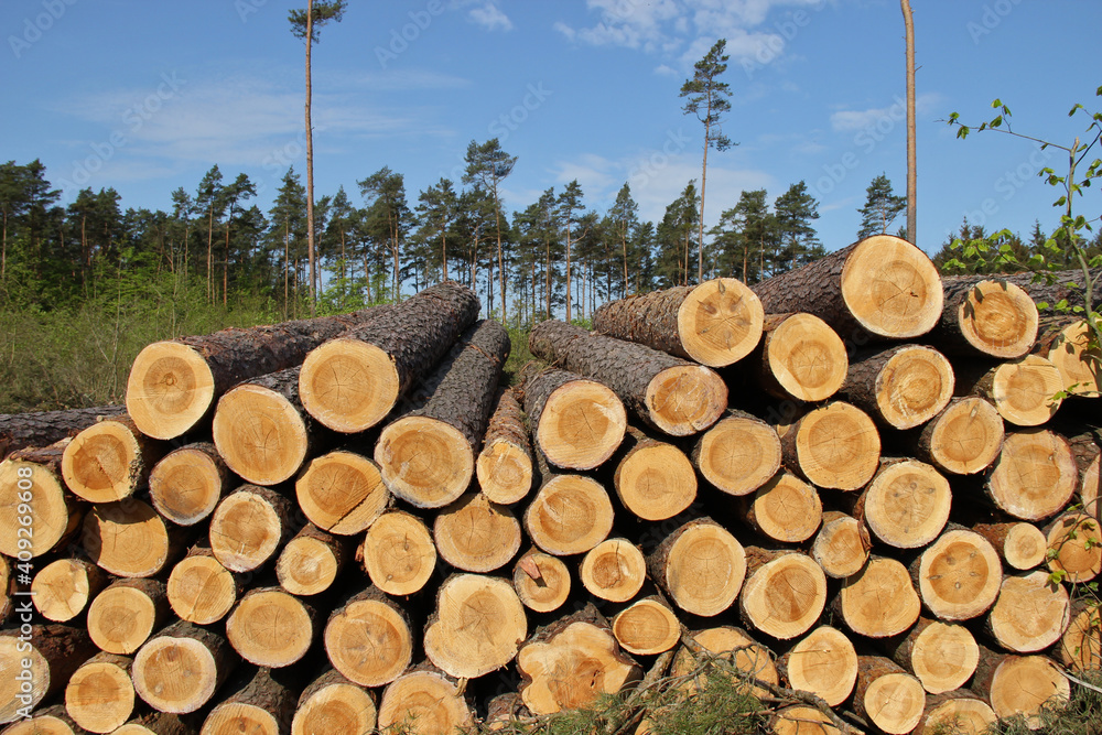 viele Baumstämme liegen am Waldrand viele Baumstämme liegen am Waldrand