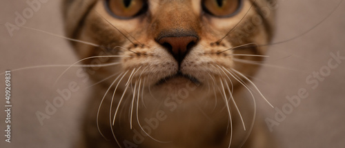 A close up photo of a tabby kitten's nose, mouth, and whiskers.