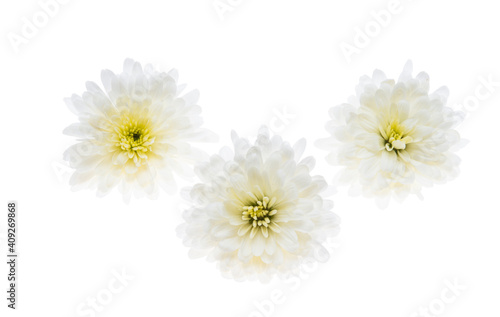 white chrysanthemum isolated