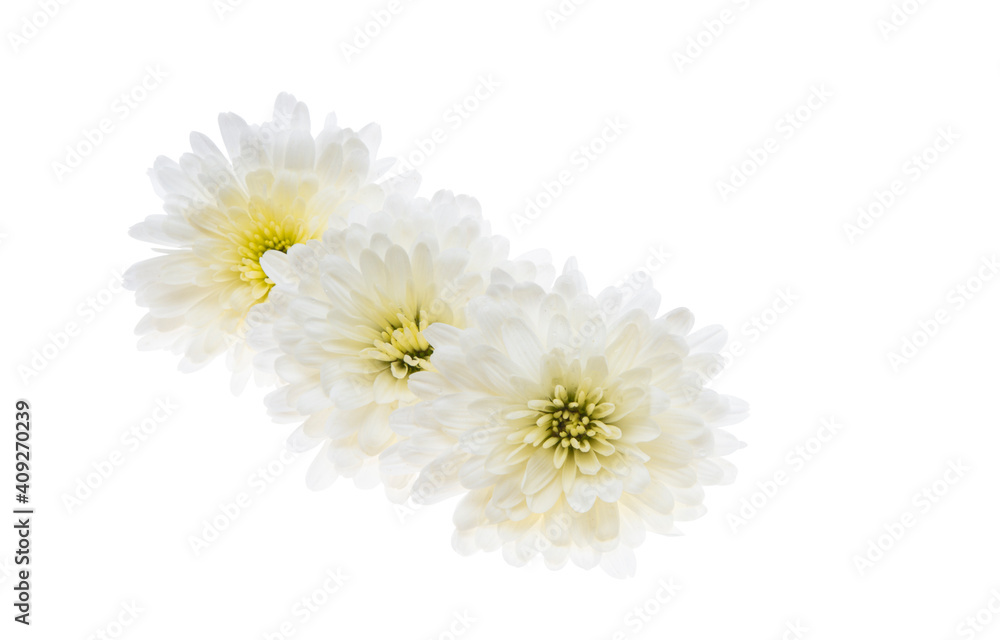 white chrysanthemum isolated white chrysanthemum isolated