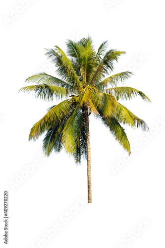 Coconut tree in isolated with clipping path.Cocoanut tree in Isolated with clipping path.