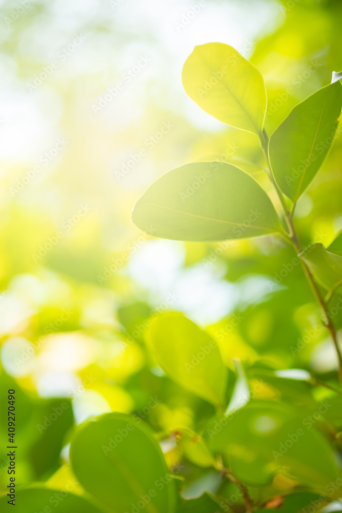 Choose the focus point on the leaf,The leaves are fresh green with copy space.light green. Choose the focus point on the leaf,The leaves are fresh green with copy space.light green.