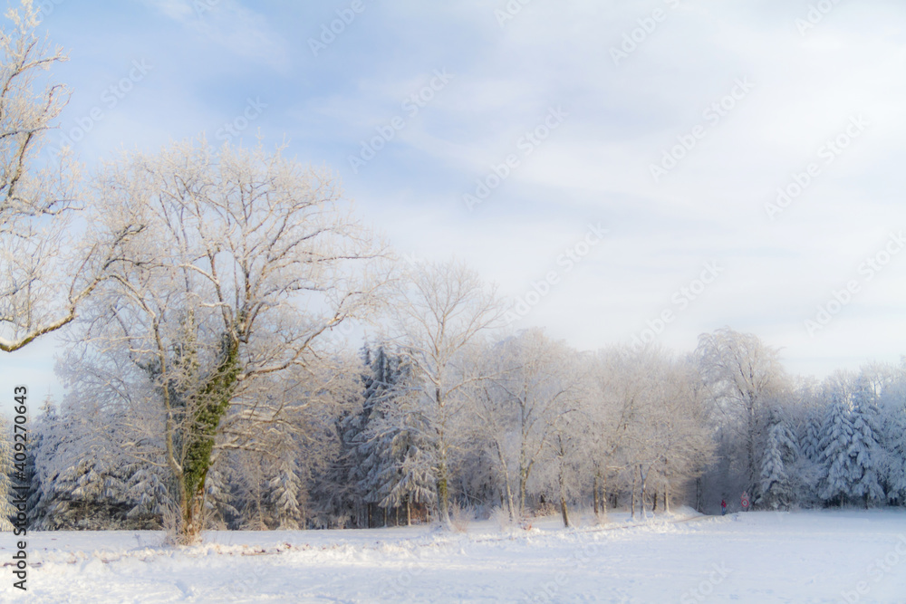 trees in the snow