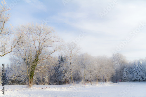 trees in the snow © jeanluc