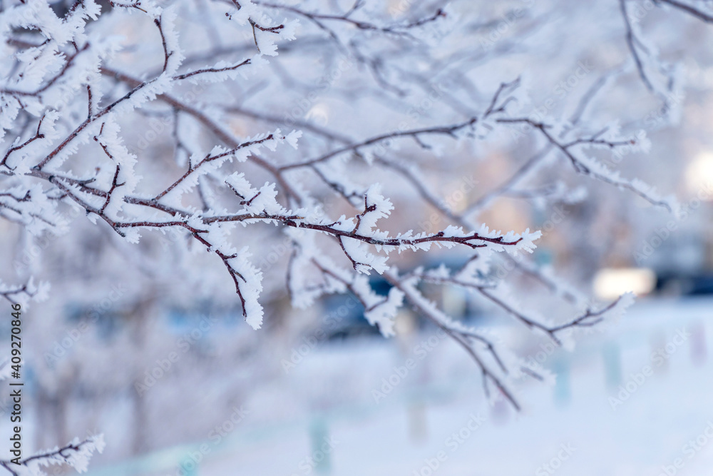 Branch of tree covered with frost. Winter landscape. Branch of tree covered with frost. Winter landscape.