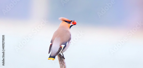 Bird Bohemian waxwing Bombycilla garrulus feeding on rowan branch.
