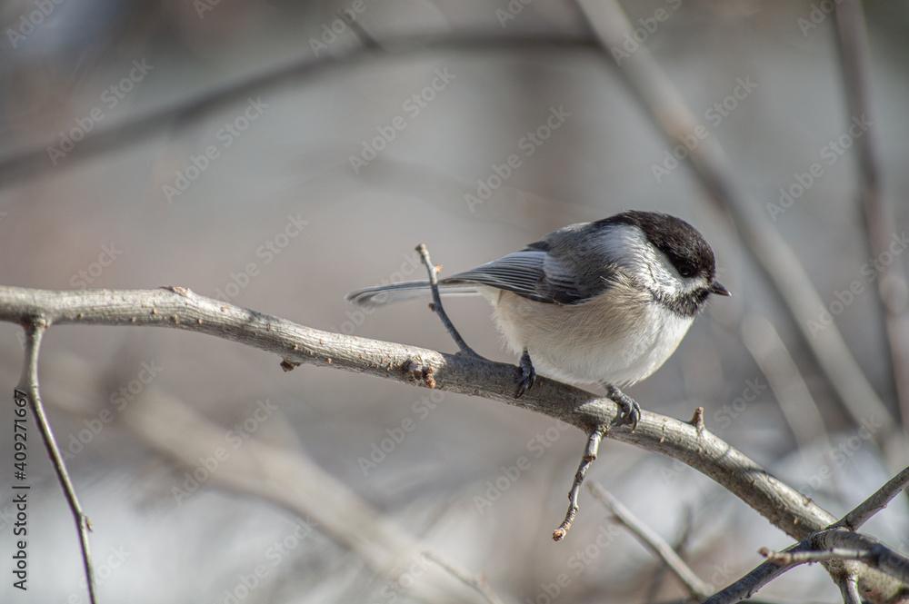 Fototapeta premium Chickadee on branch
