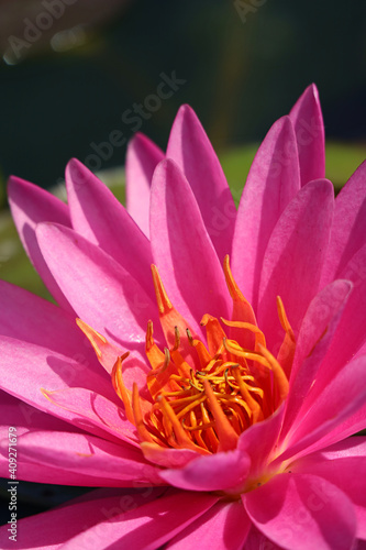 Closeup of Vibrant Pink Miss Siam Water Lily Blooming in the Sunlight