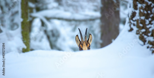 Bilde på lerret Mountain chamois in the snowy forest of the Luzickych Mountains