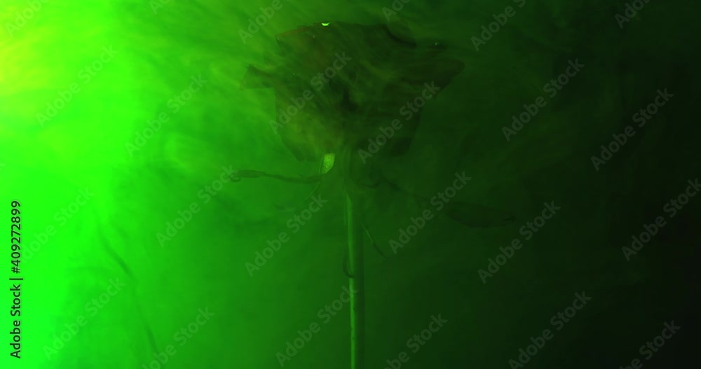 Ink in water and red rose Ink in water and red rose