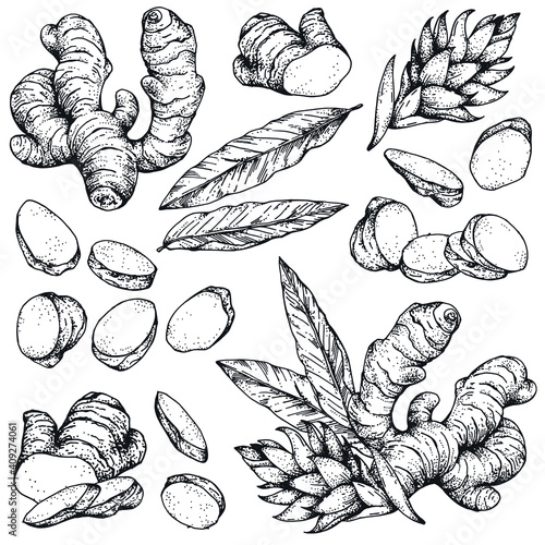 Collection of vector hand-drawn ginger sketches. Vintage Engraving style