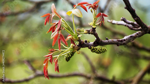 Nussbaumblüte photo