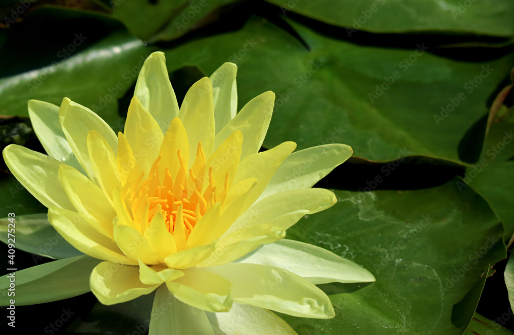 Stunning Bright Yellow Joey Tomocik Hardy Water Lily Blooming Among Green Leaves