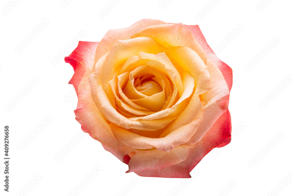 cream rose isolated cream rose isolated