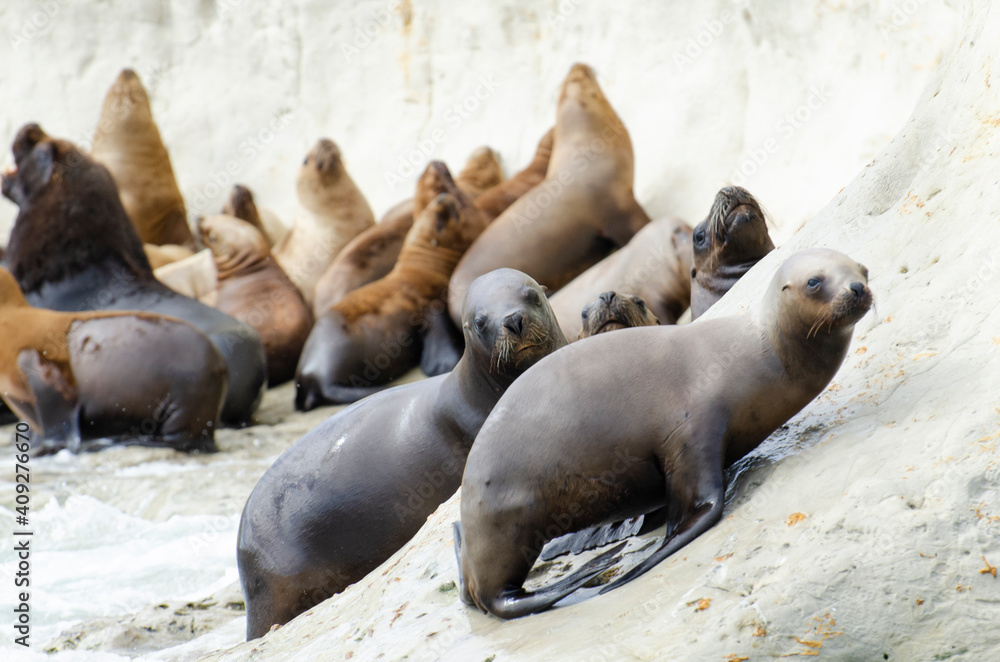 Obraz premium group of seals in the sun on the rocks of the coast of Patagonia Argentina