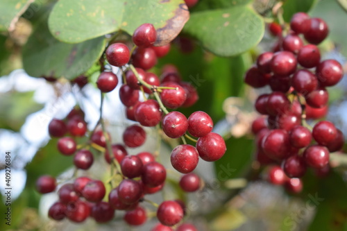 Red ripe berries of rough bindweed (Smilax aspera)