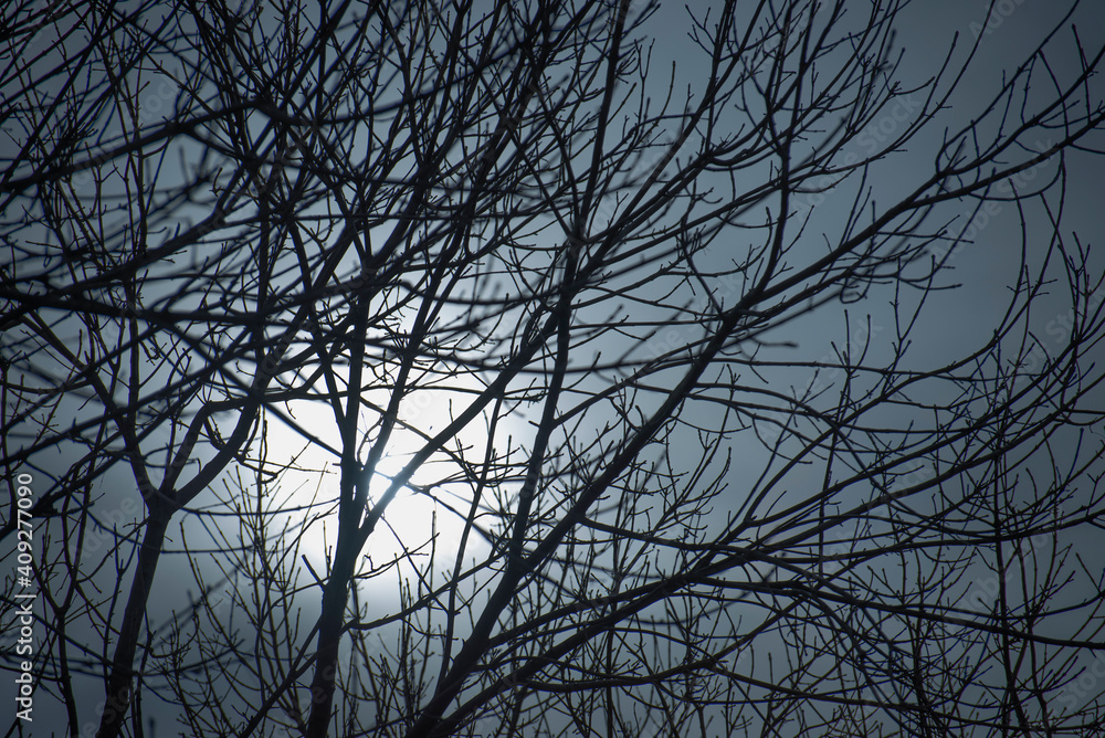 leafless tree branches with backlit haze, in winter leafless tree branches with backlit haze, in winter