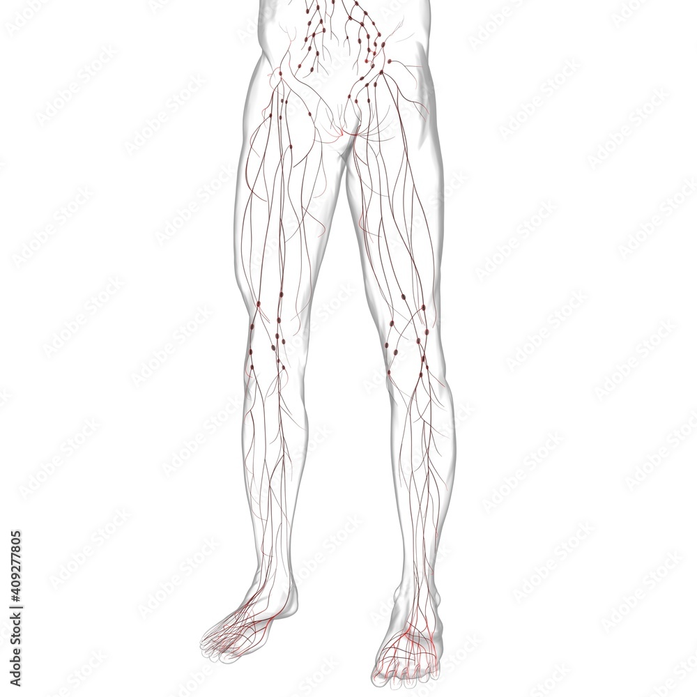 Human Lymph Nodes Anatomy For Medical Concept 3D Rendering Human Lymph Nodes Anatomy For Medical Concept 3D Rendering