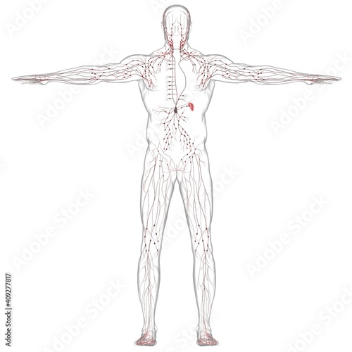 Human Lymph Nodes Anatomy For Medical Concept 3D Rendering